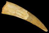 Huge, Fossil Pterosaur (Siroccopteryx) Tooth - Morocco #164247-1